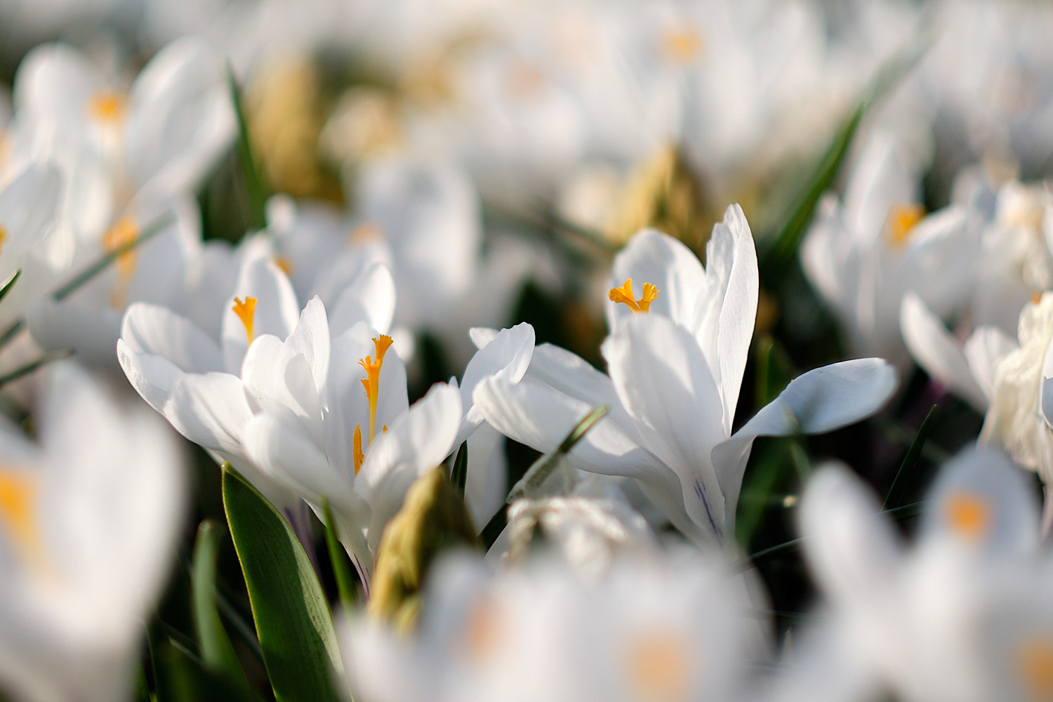 White tulips in Keukenhof, Holland, The Netherlands